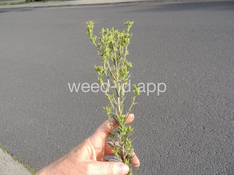 tarweed, cluster